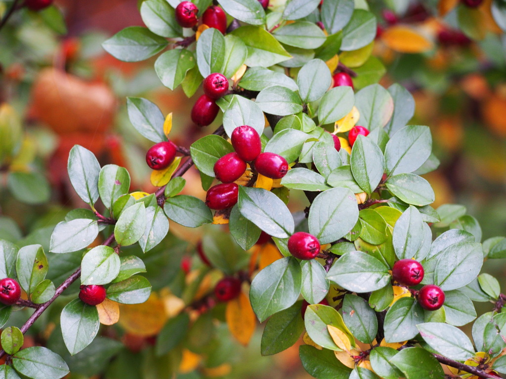 Spreading Cotoneaster reference