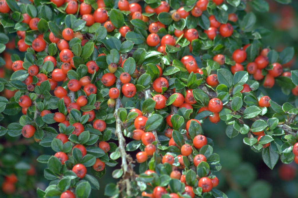 Wall Cotoneaster reference