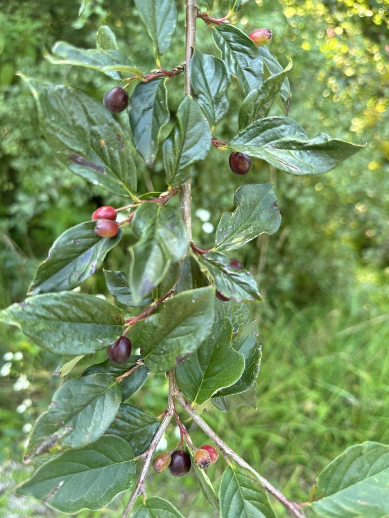 Shiny Cotoneaster reference