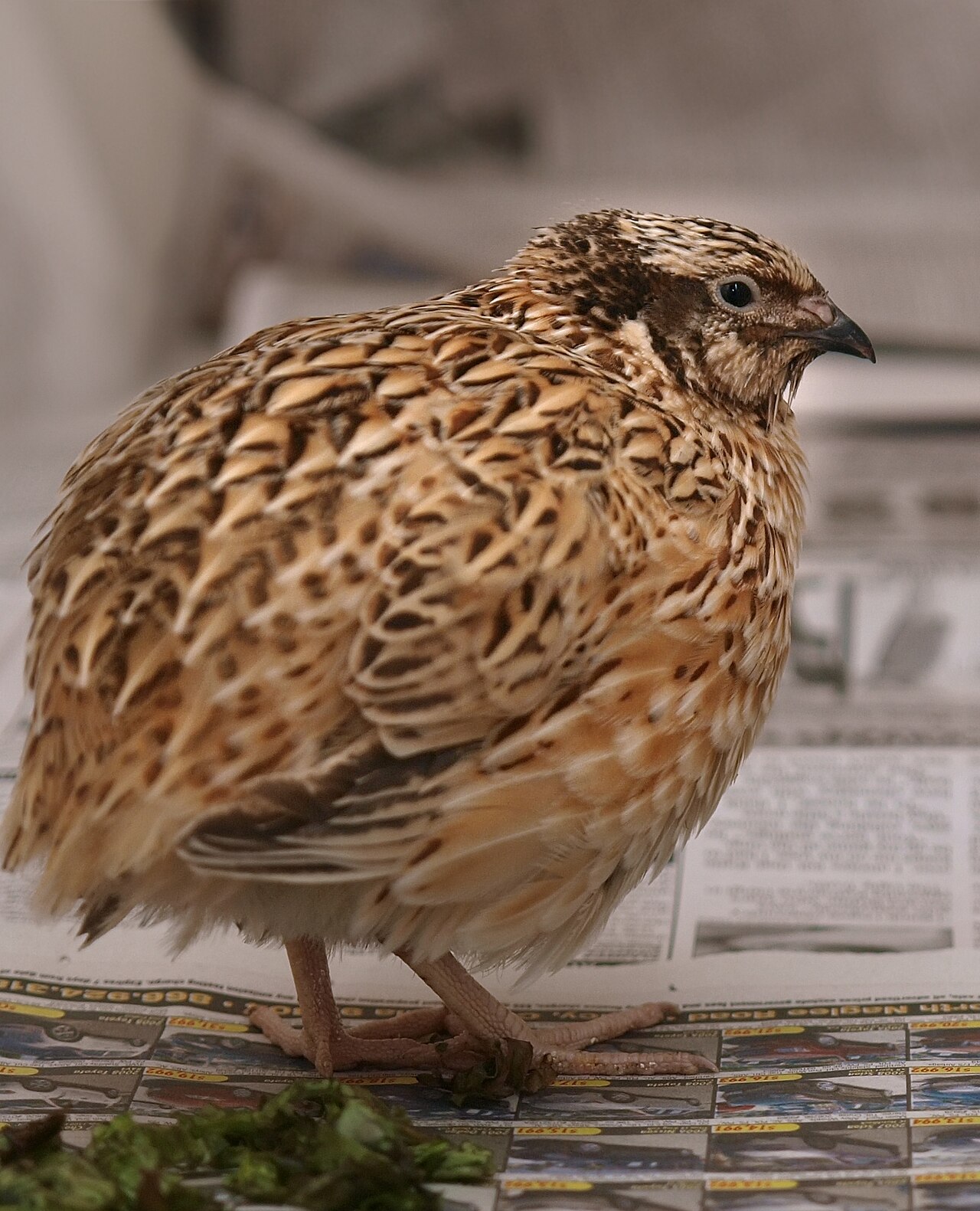 Japanese Quail reference