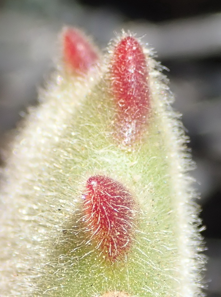 Bear-paws reference