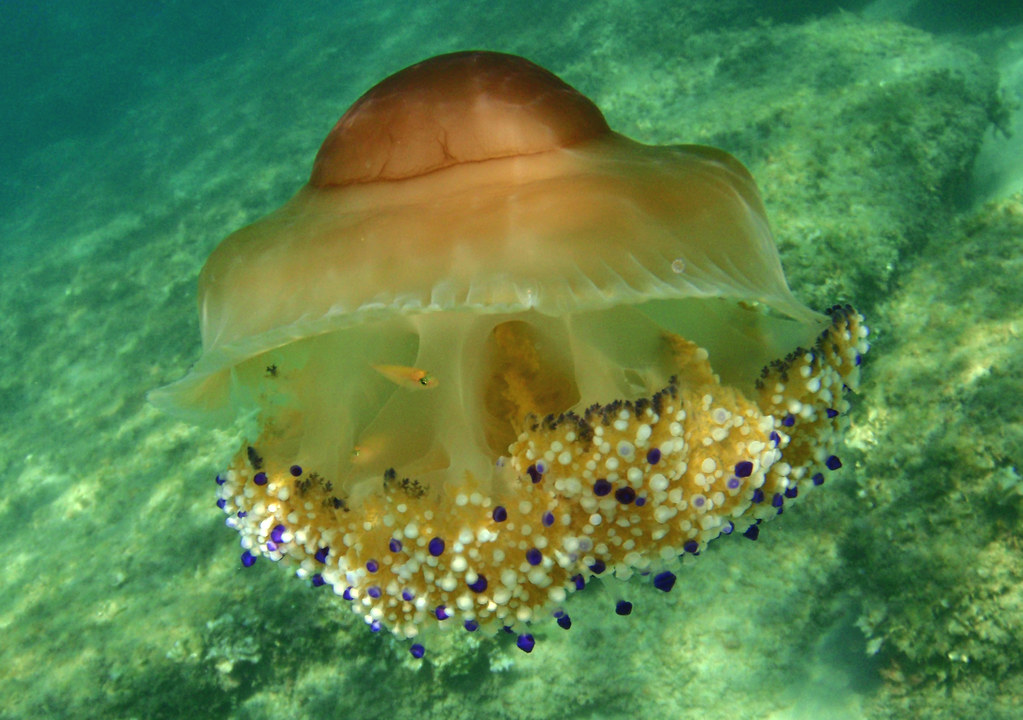 Fried Egg Jellyfish reference