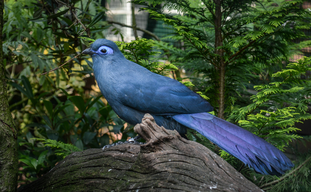 Blue Coua reference
