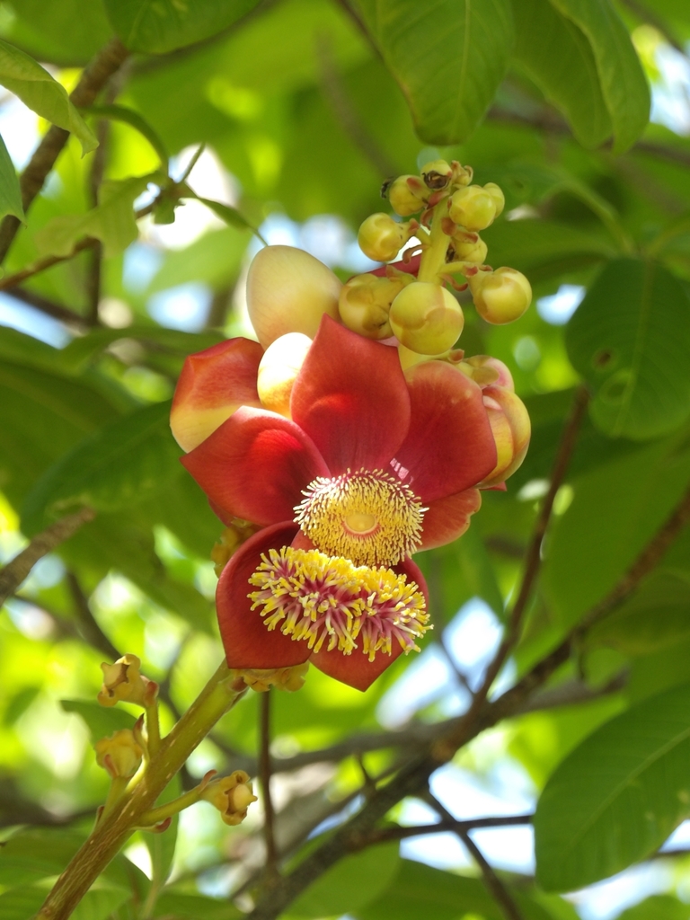 Cannonball Tree reference