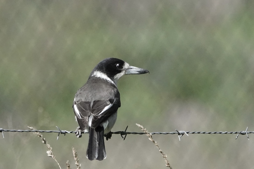 Grey Butcherbird reference