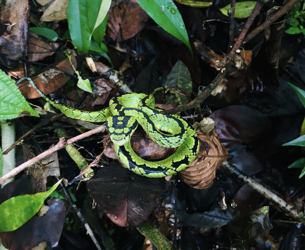 Ceylon Pit Viper reference