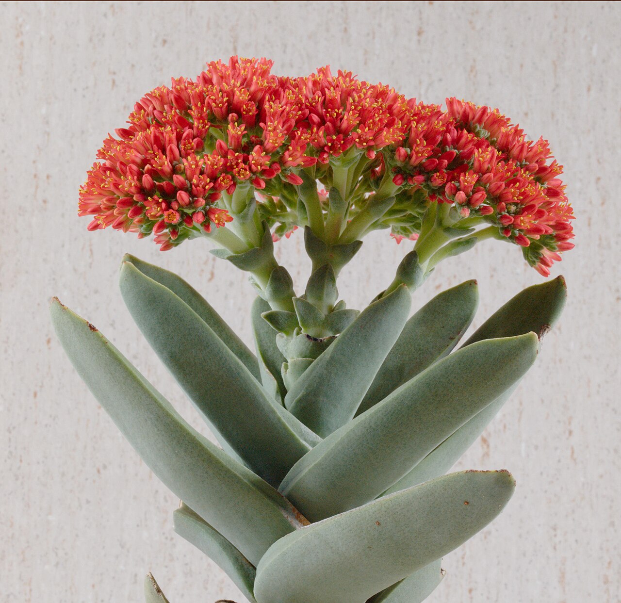 Crassula falcata reference