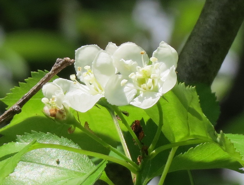 Washington Hawthorn reference