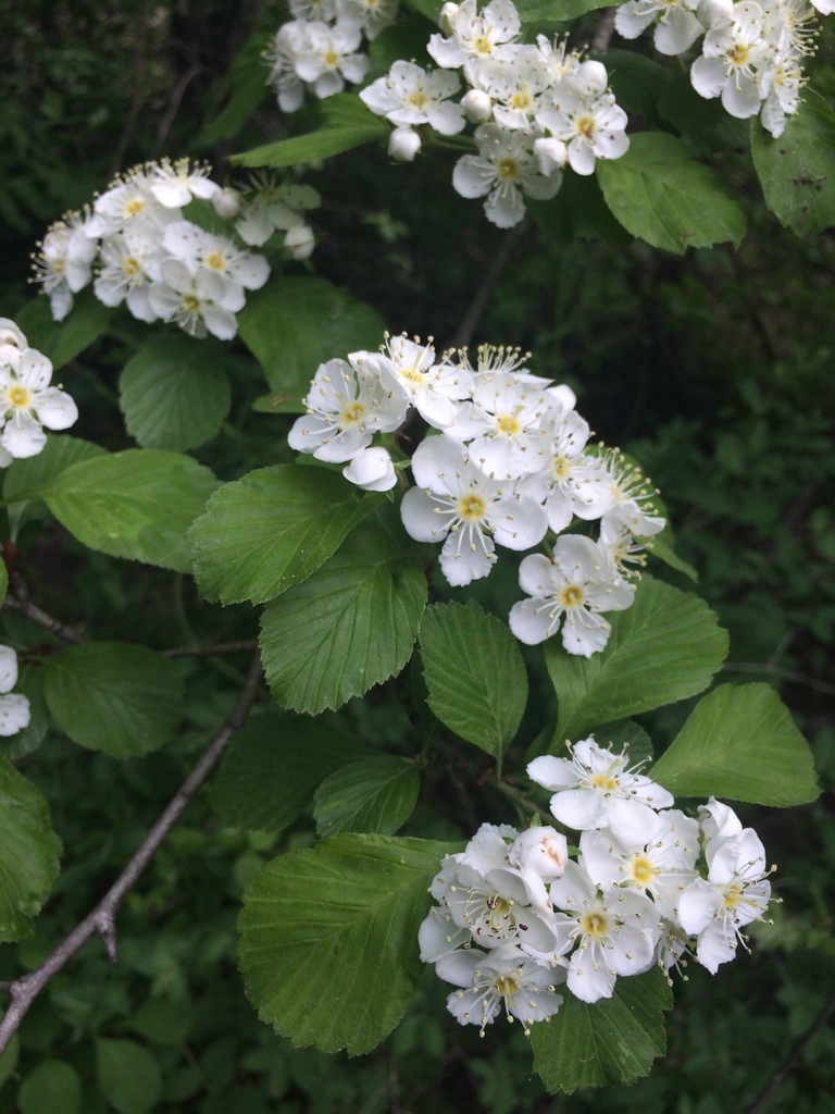 dotted hawthorn reference