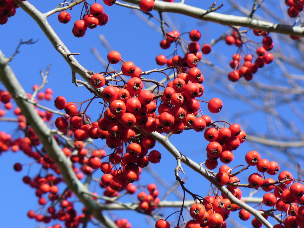 Green Hawthorn reference