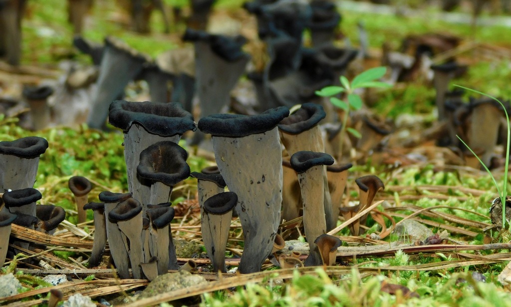 Eastern Black Trumpet reference