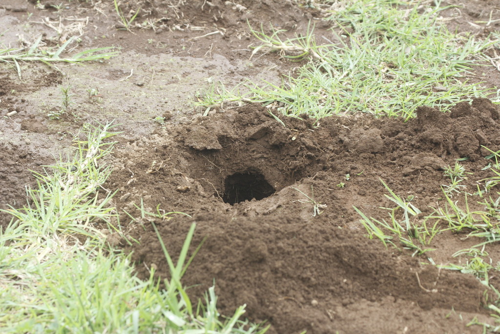 Smoky Pocket Gopher reference