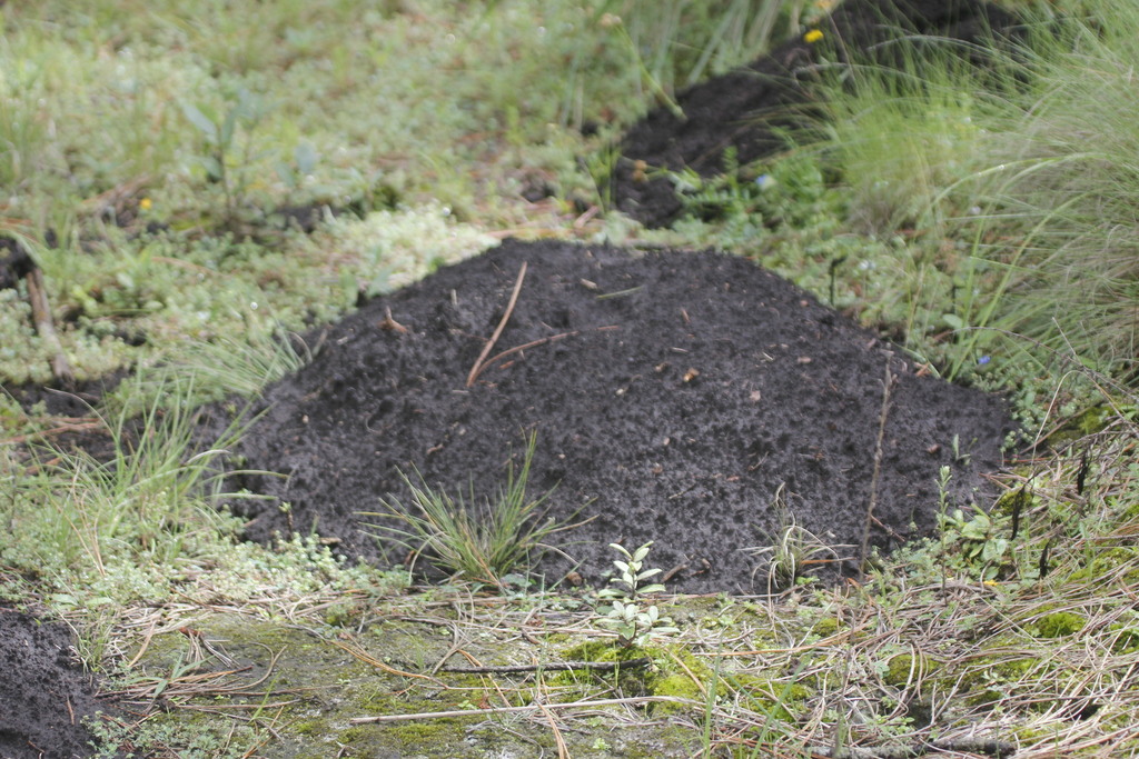 Merriam's Pocket Gopher reference