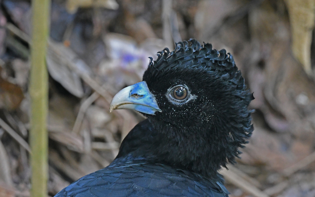 Blue-billed Curassow reference