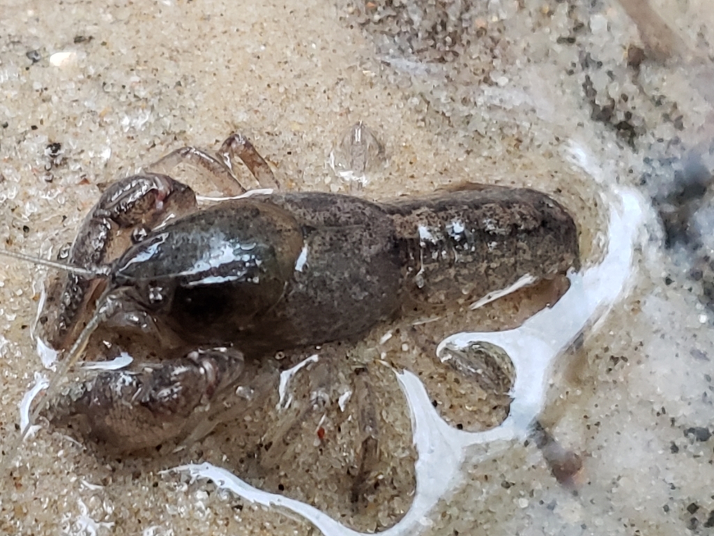 Digger Crayfish reference