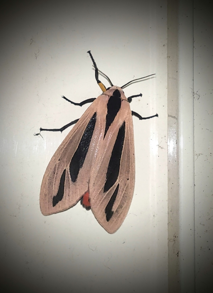 Baphomet Moth reference
