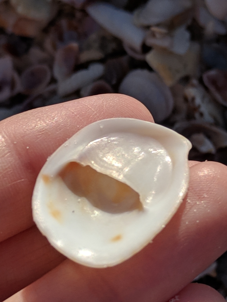 Common Atlantic Slippersnail reference