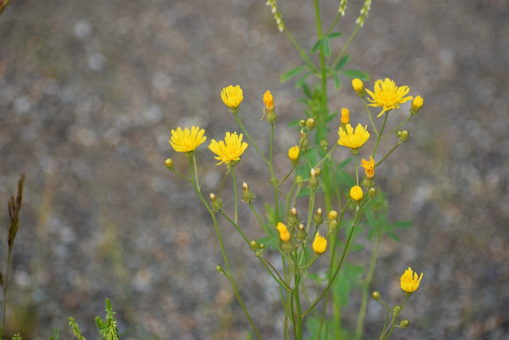 narrow-leaved hawksbeard reference