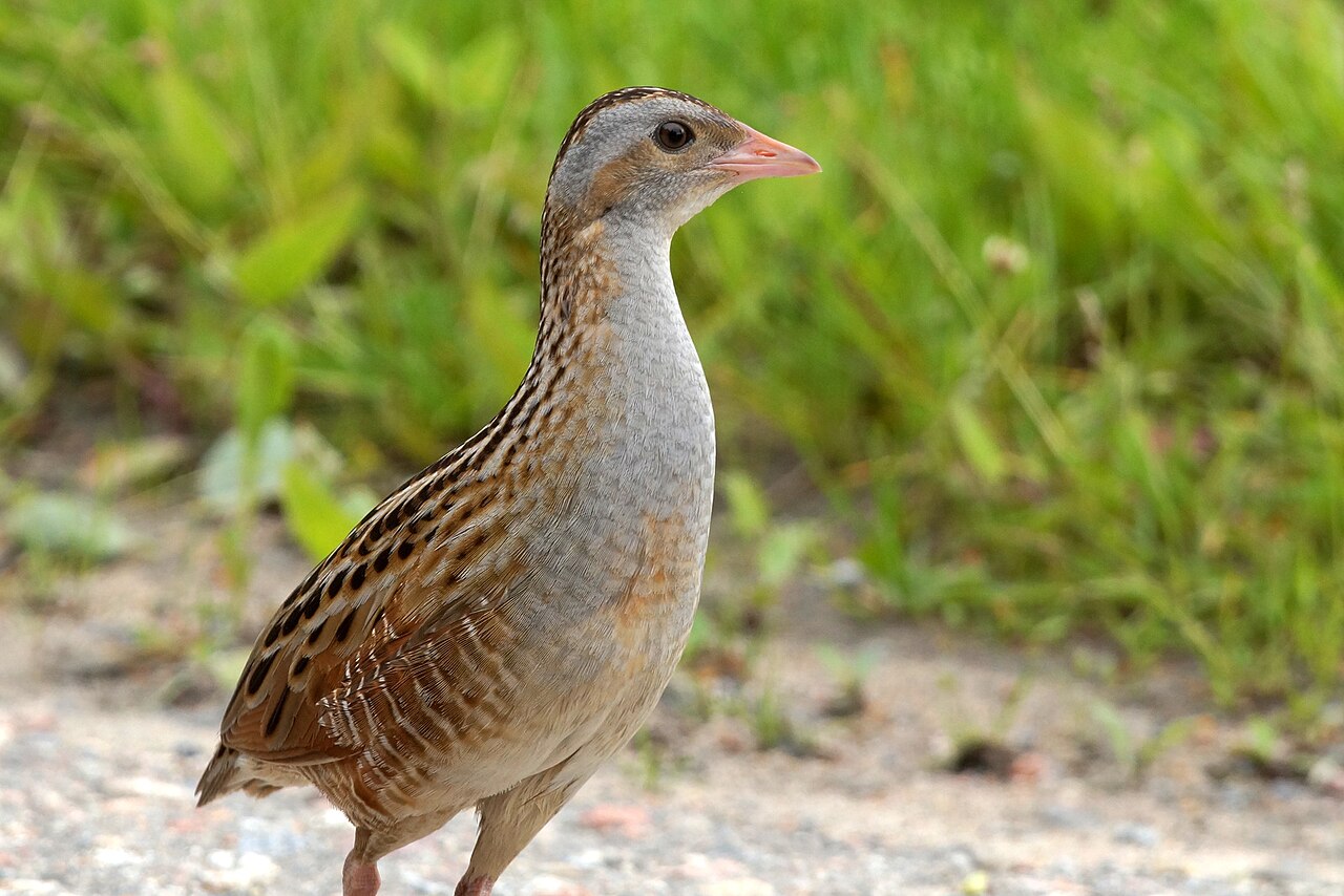 Corncrake reference