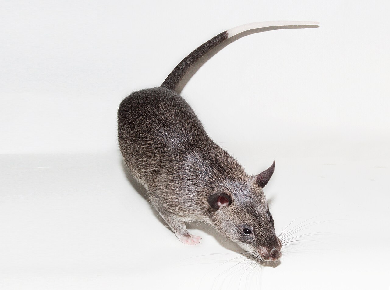 Gambian Pouched Rat reference