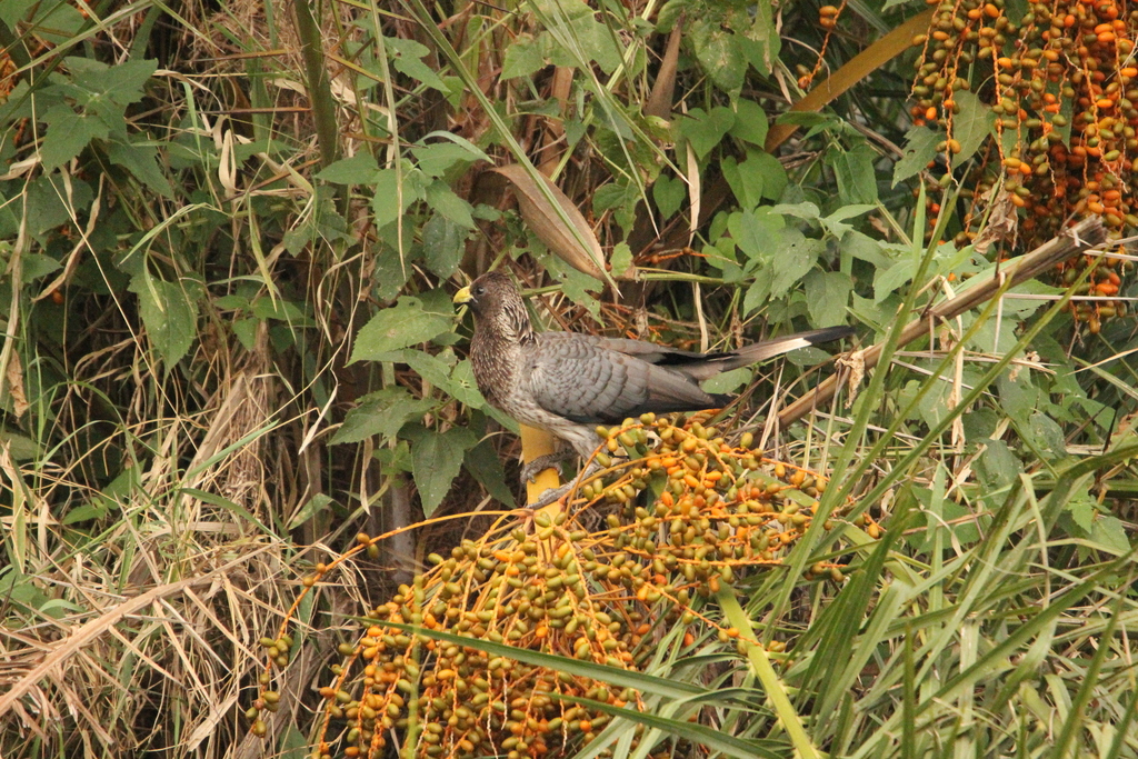 Eastern Plantain-eater reference