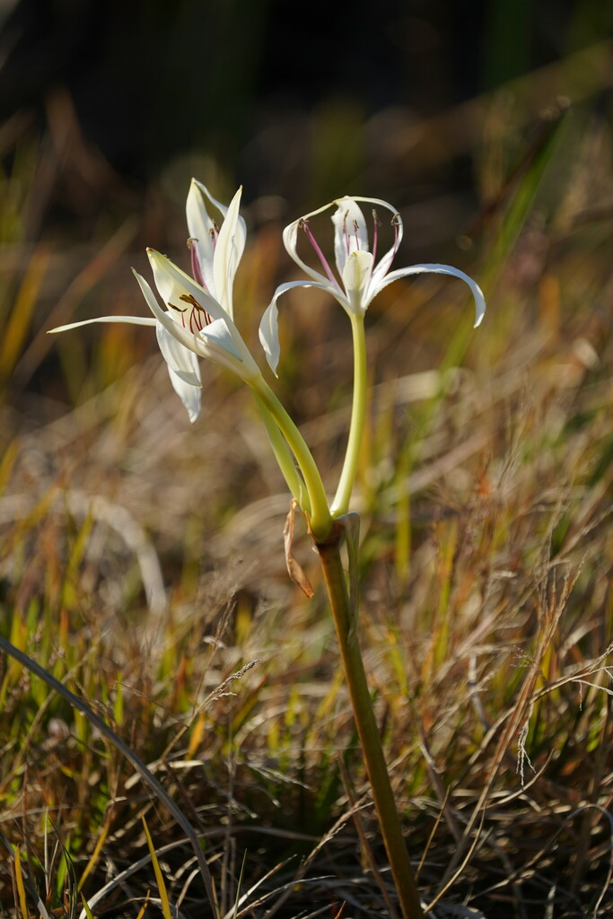Southern Swamp Crinum reference