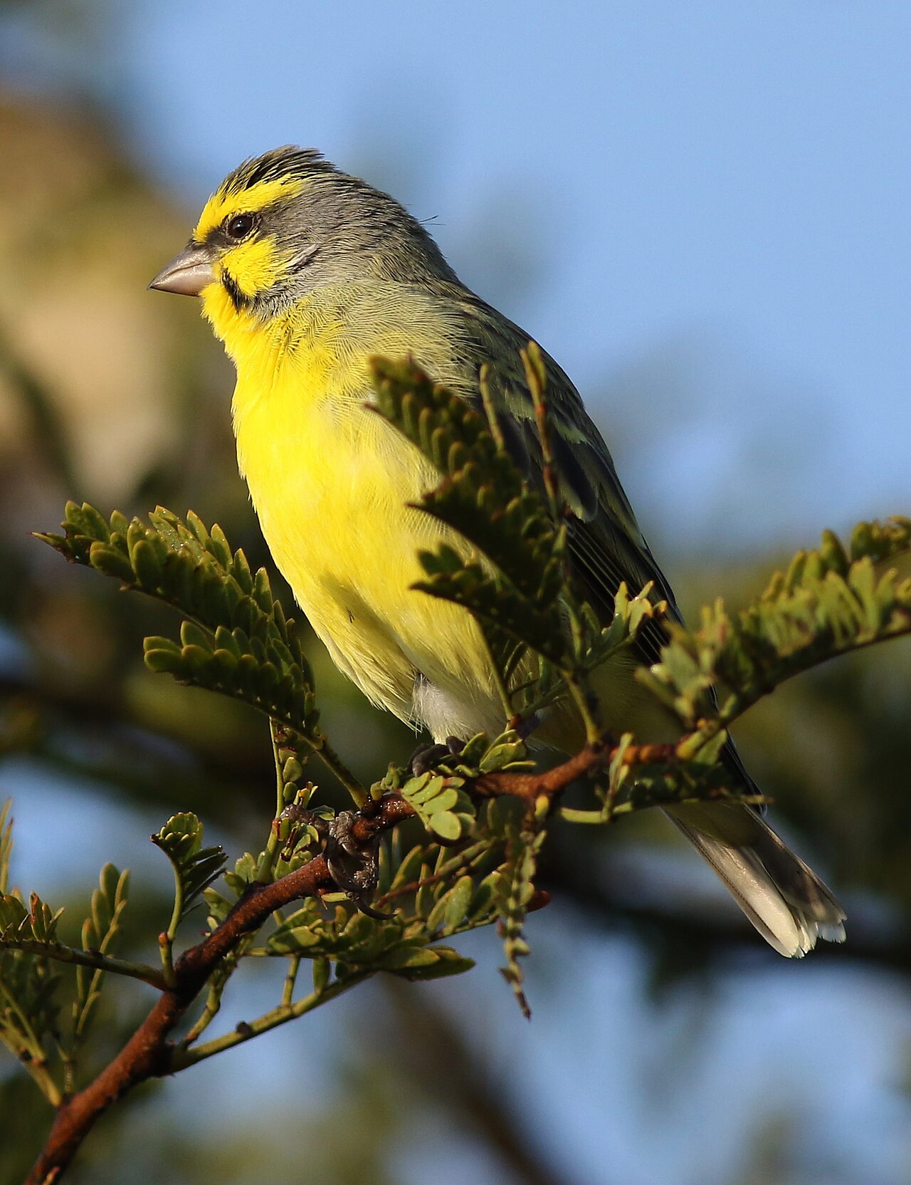 Yellow-fronted Canary reference