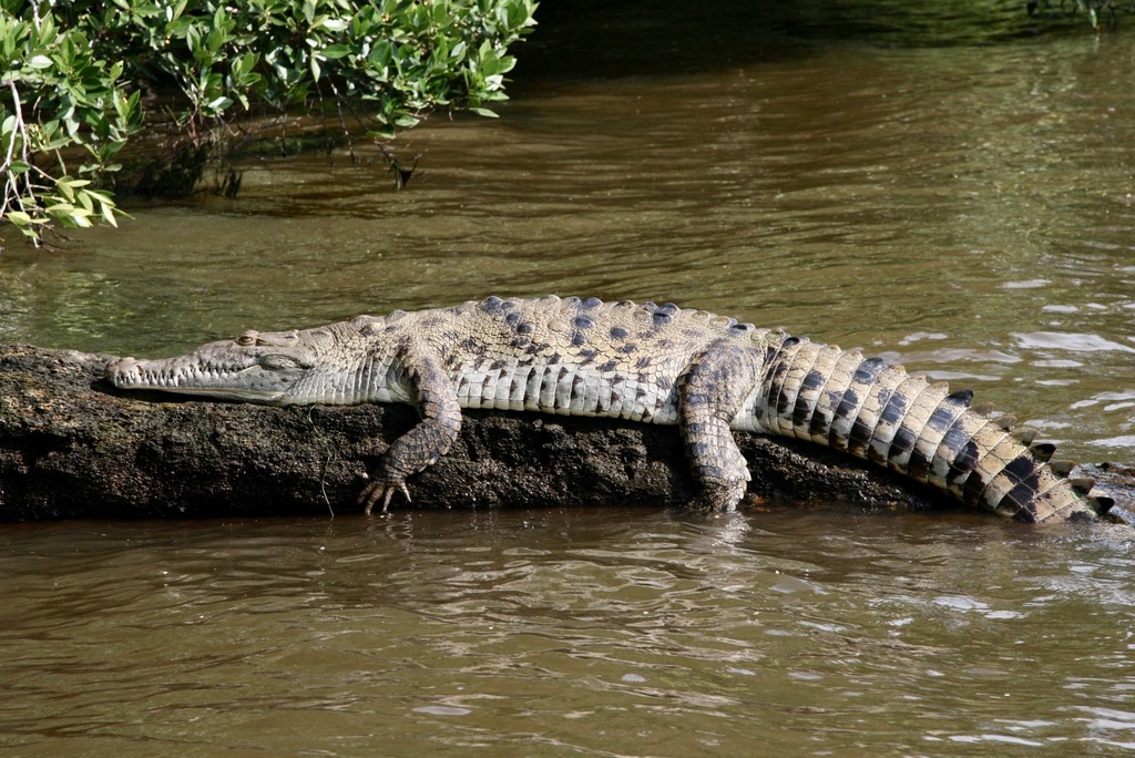 American Crocodile reference