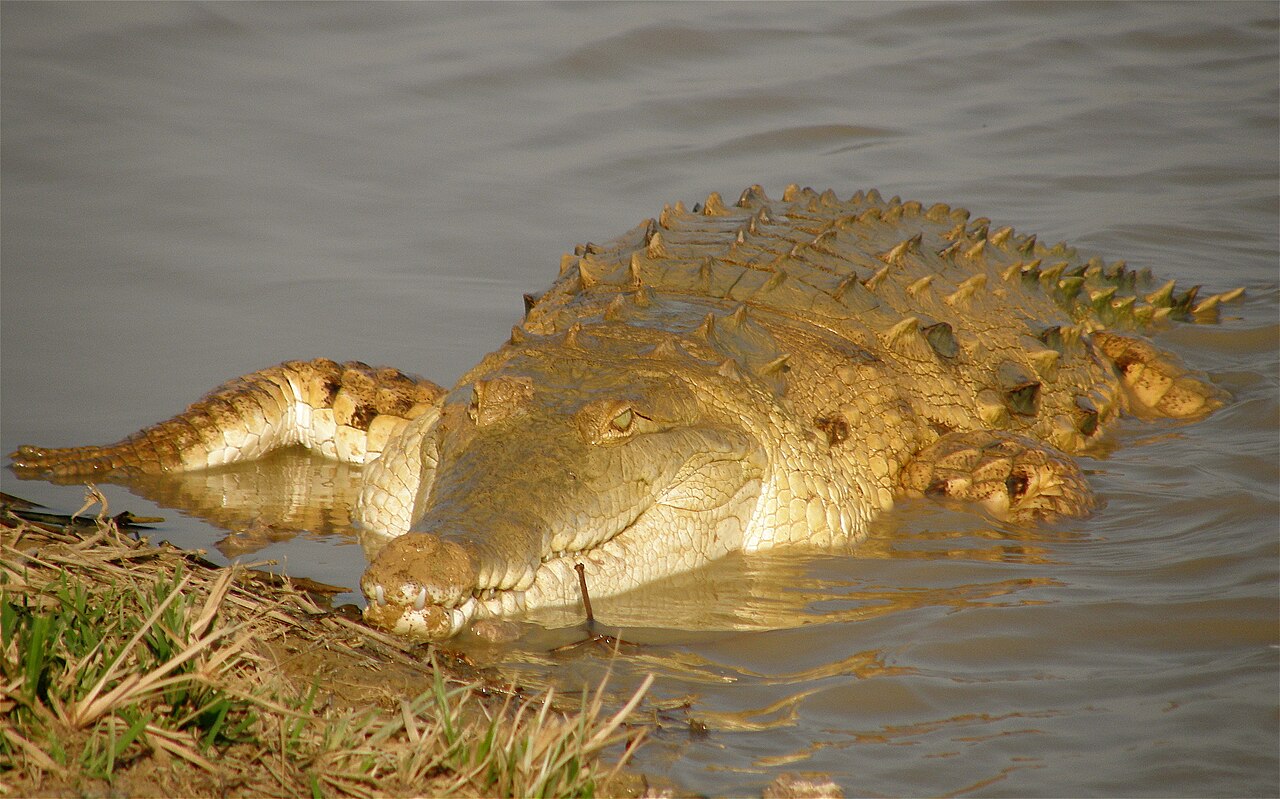 Orinoco Crocodile reference