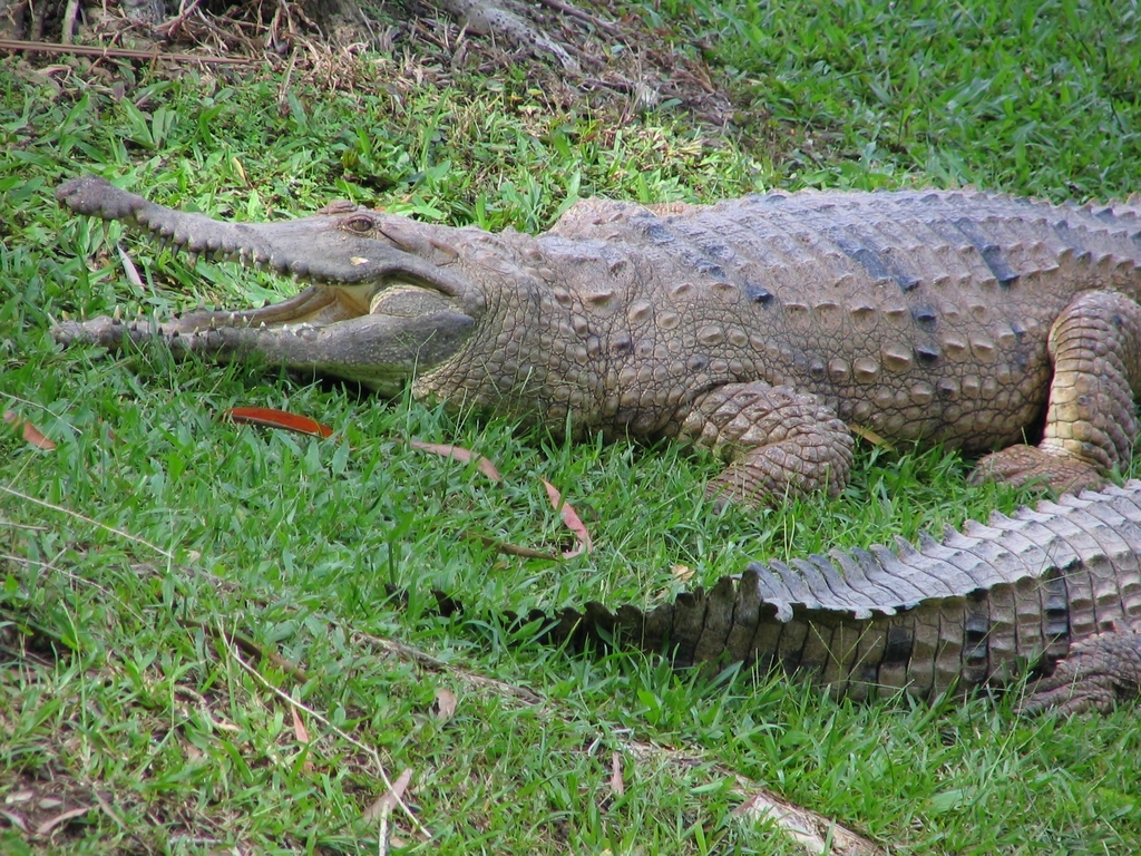 Freshwater Crocodile reference