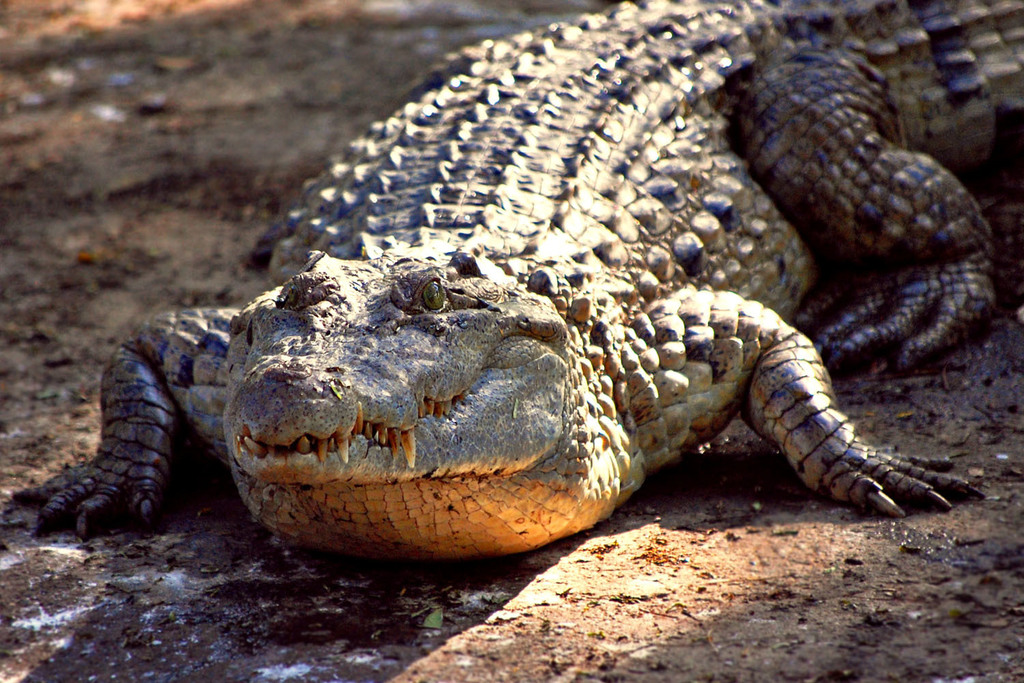 Philippine Crocodile reference