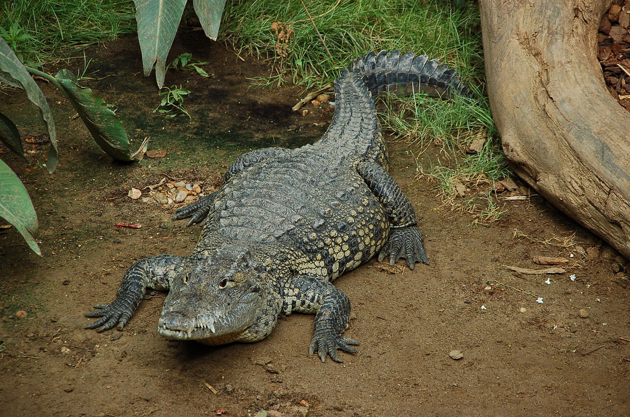 Morelet's Crocodile reference