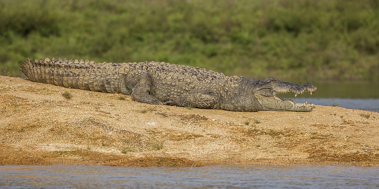 Mugger Crocodile reference