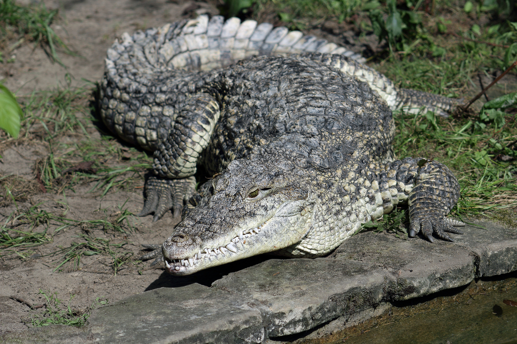 Cuban Crocodile reference