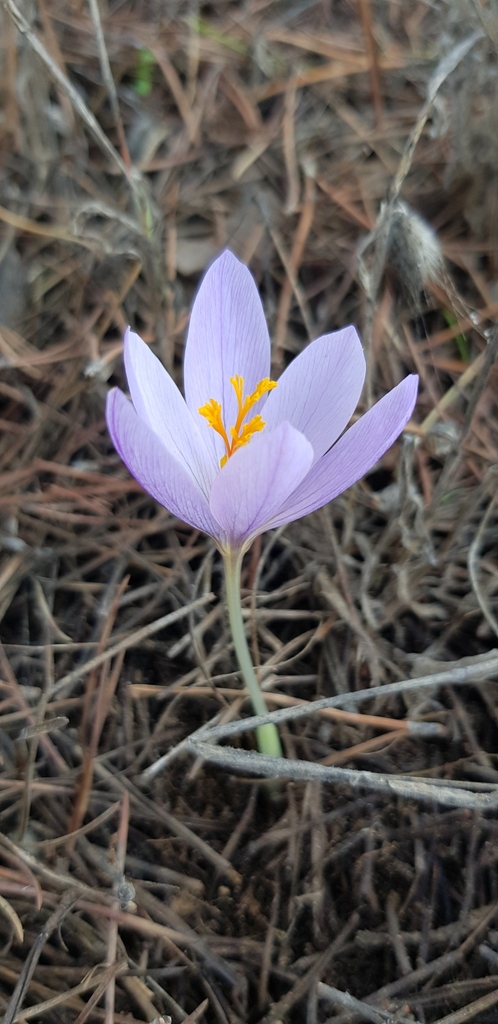 Late Crocus reference