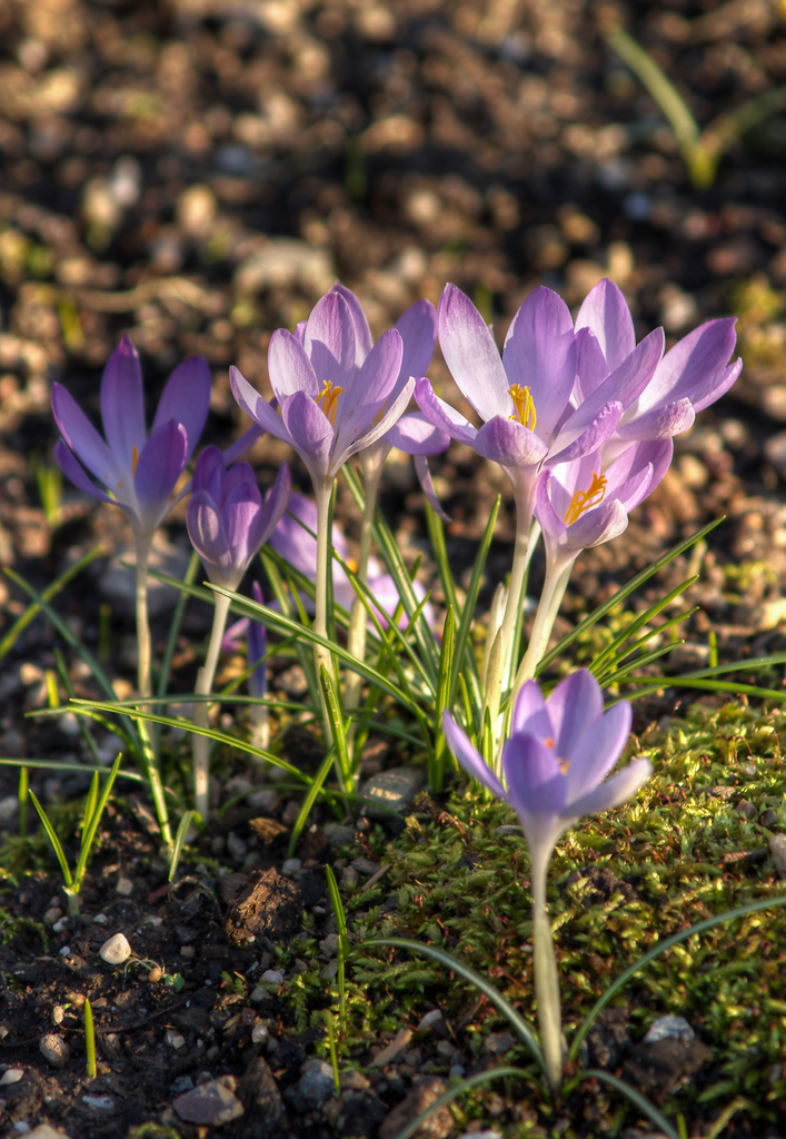 Woodland crocus reference