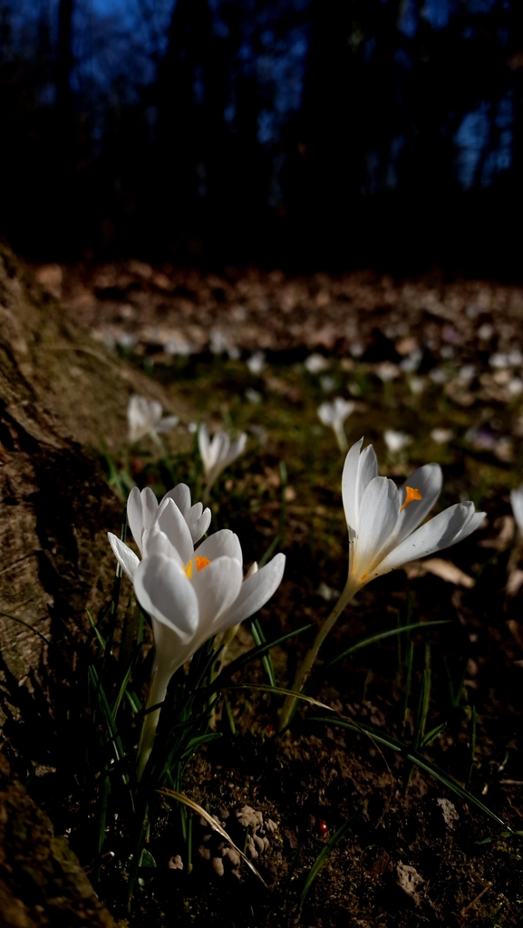Spring Crocus reference