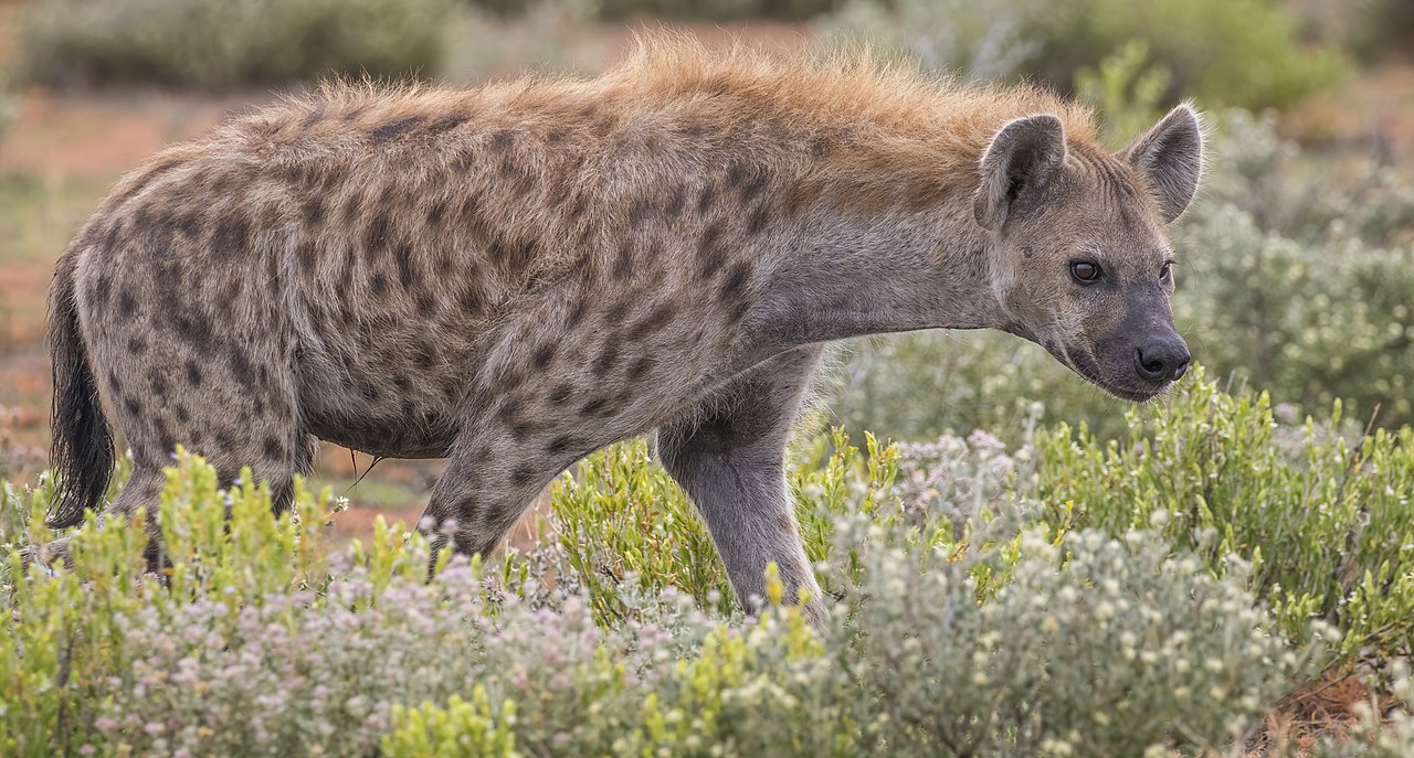 Spotted Hyena reference