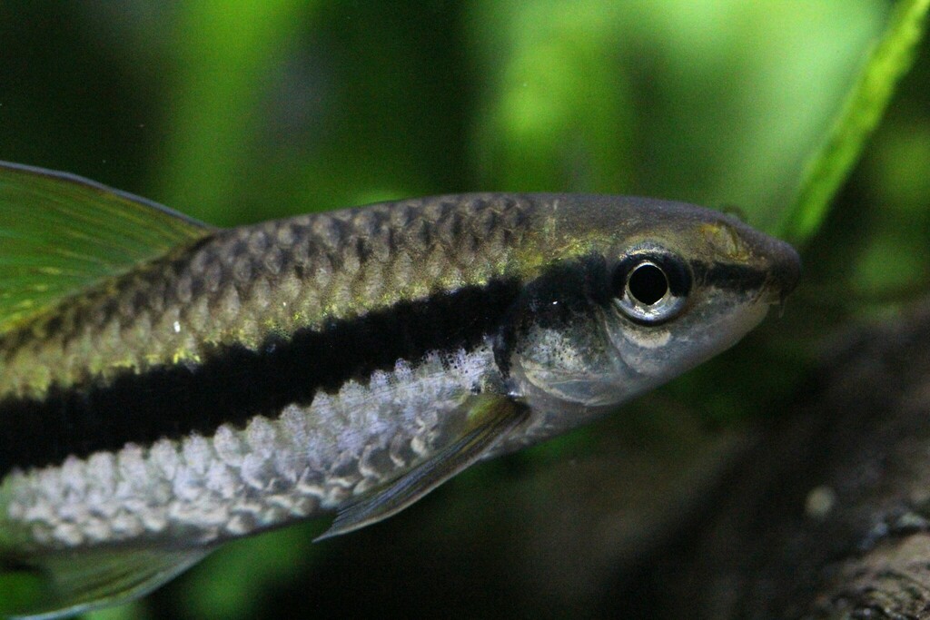 Siamese Algae Eater reference