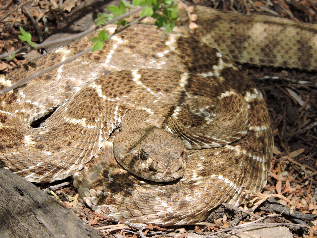 Western Diamondback reference