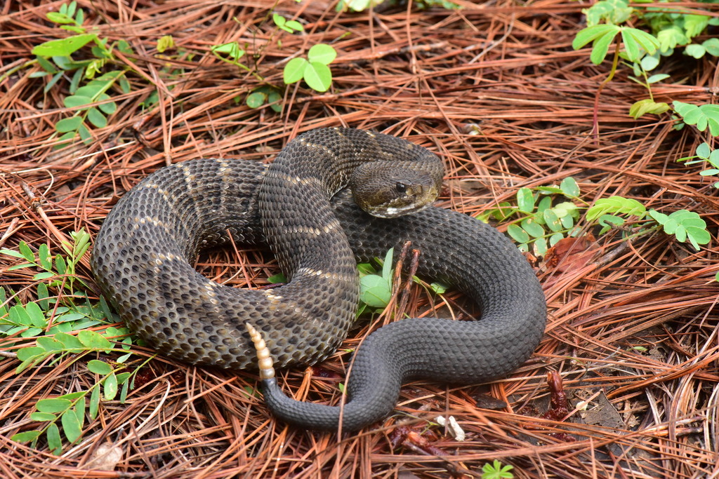 Basilisk Rattlesnake reference