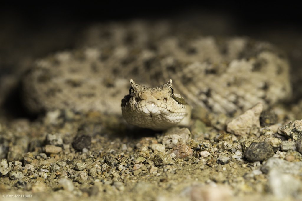 Sidewinder reference