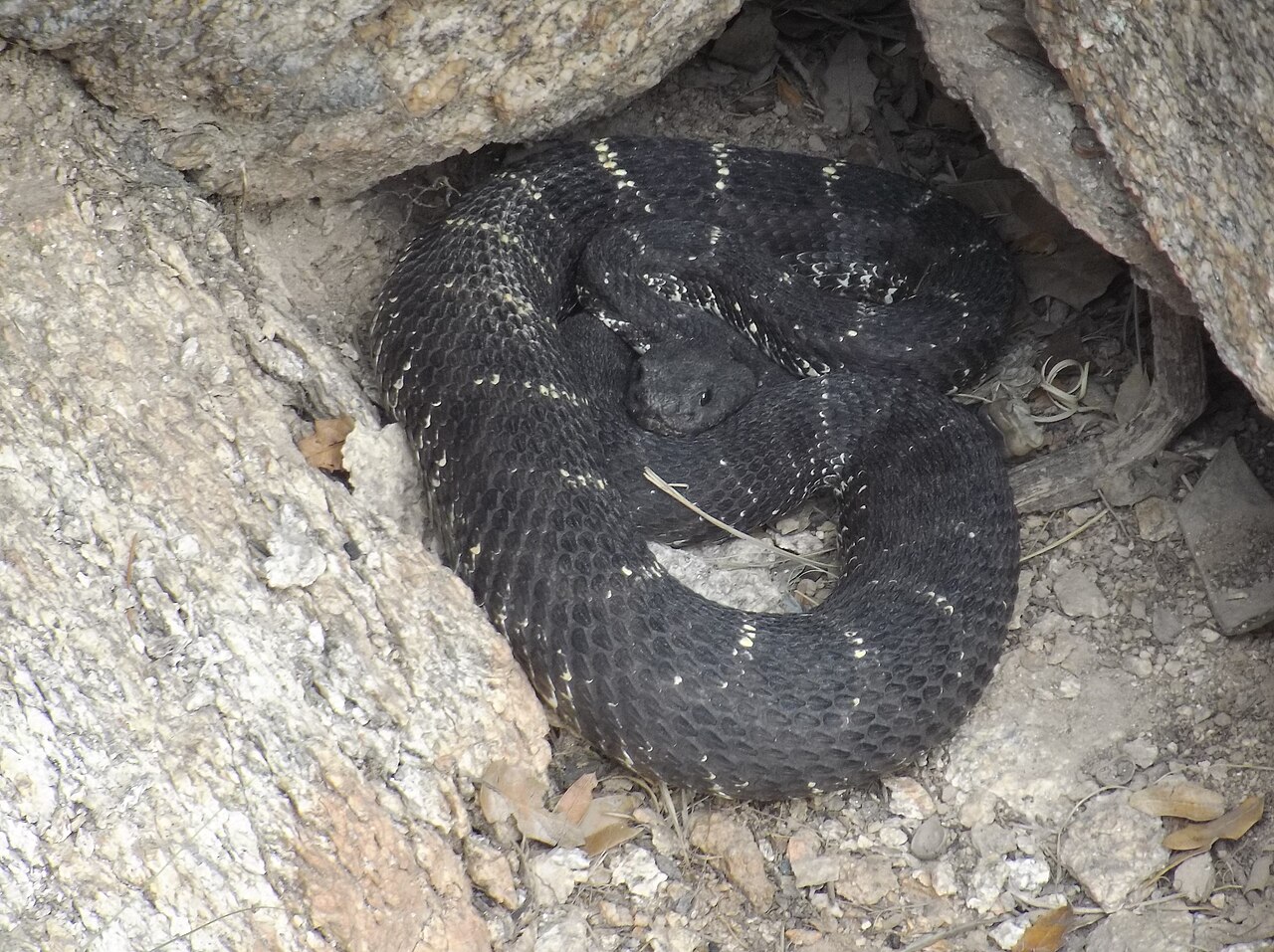 Arizona Black Rattlesnake reference
