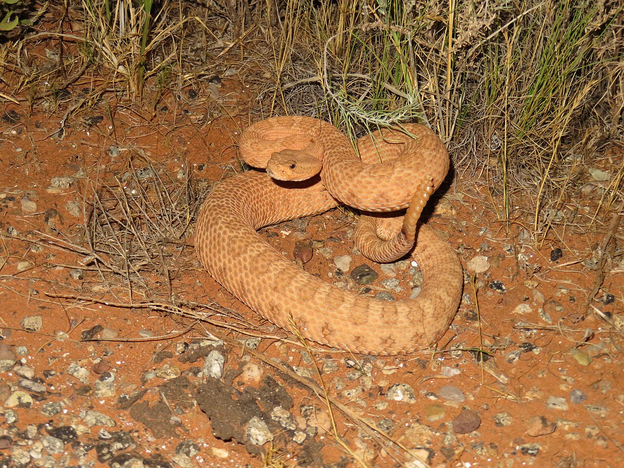 Crotalus concolor reference