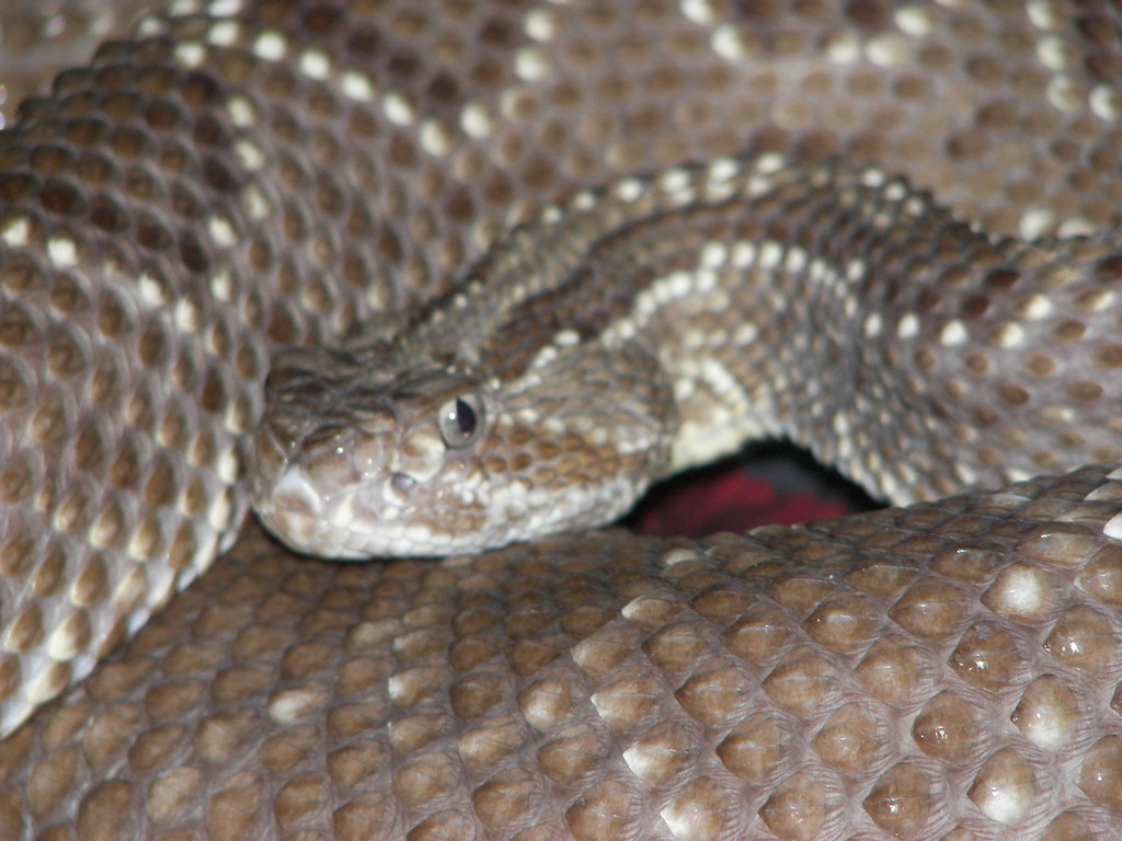 Cascavel Rattlesnake reference