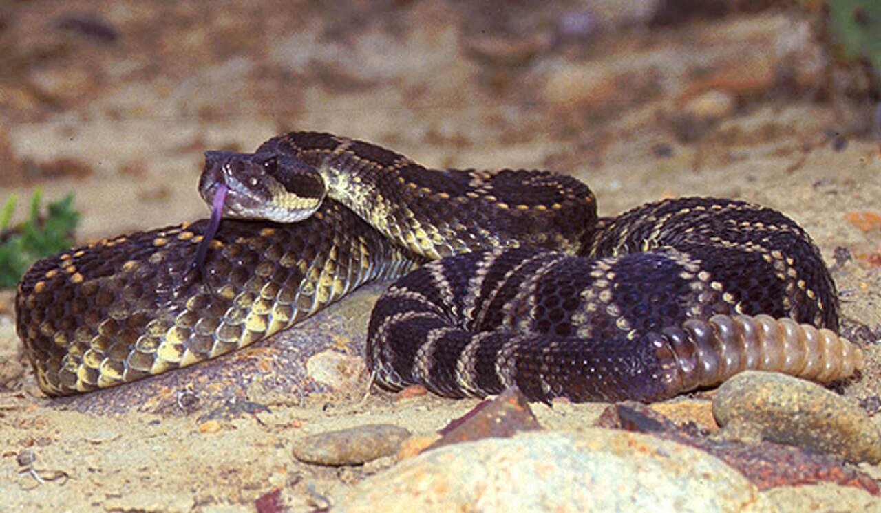 Southern Pacific Rattlesnake reference