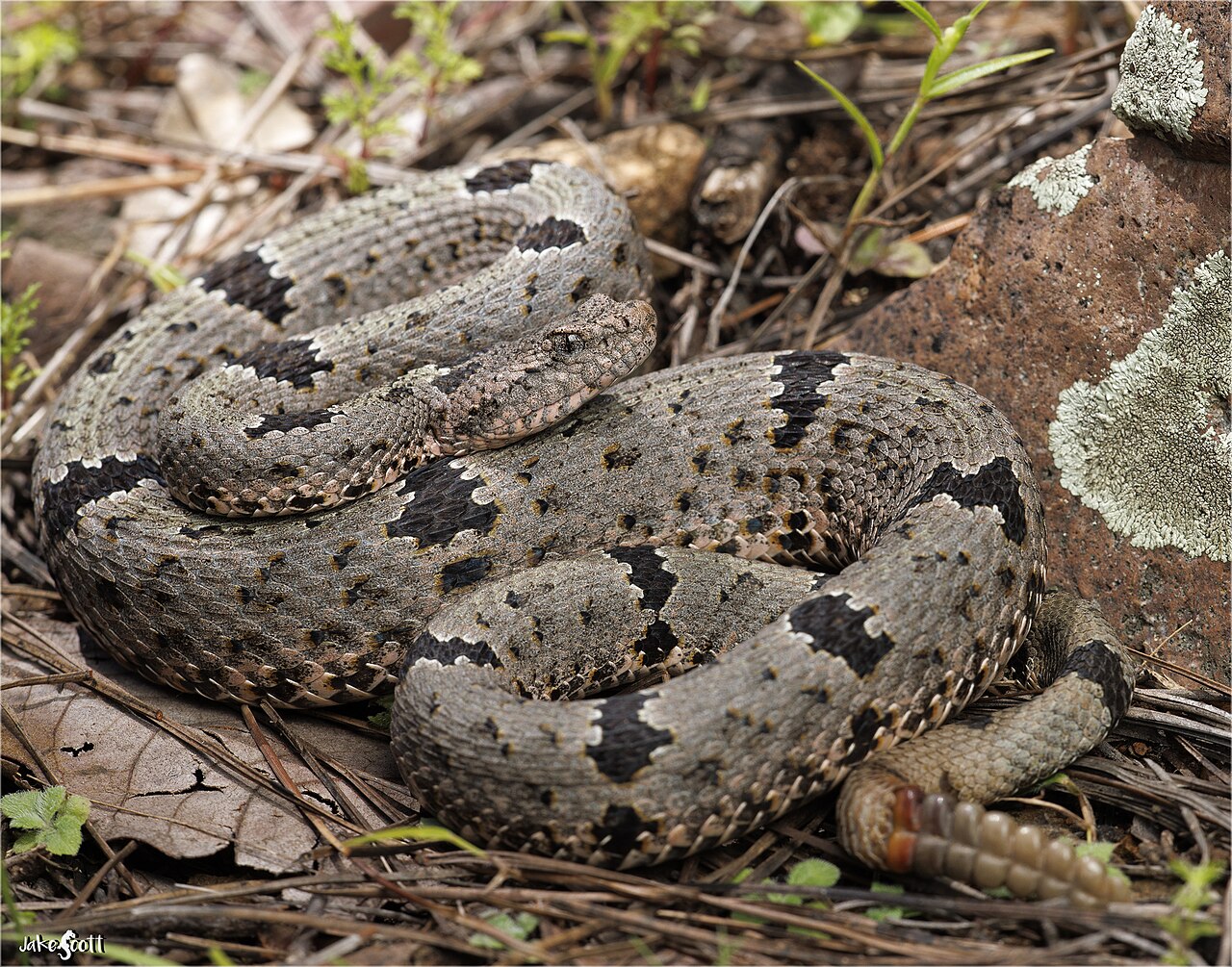 Rock Rattlesnake reference