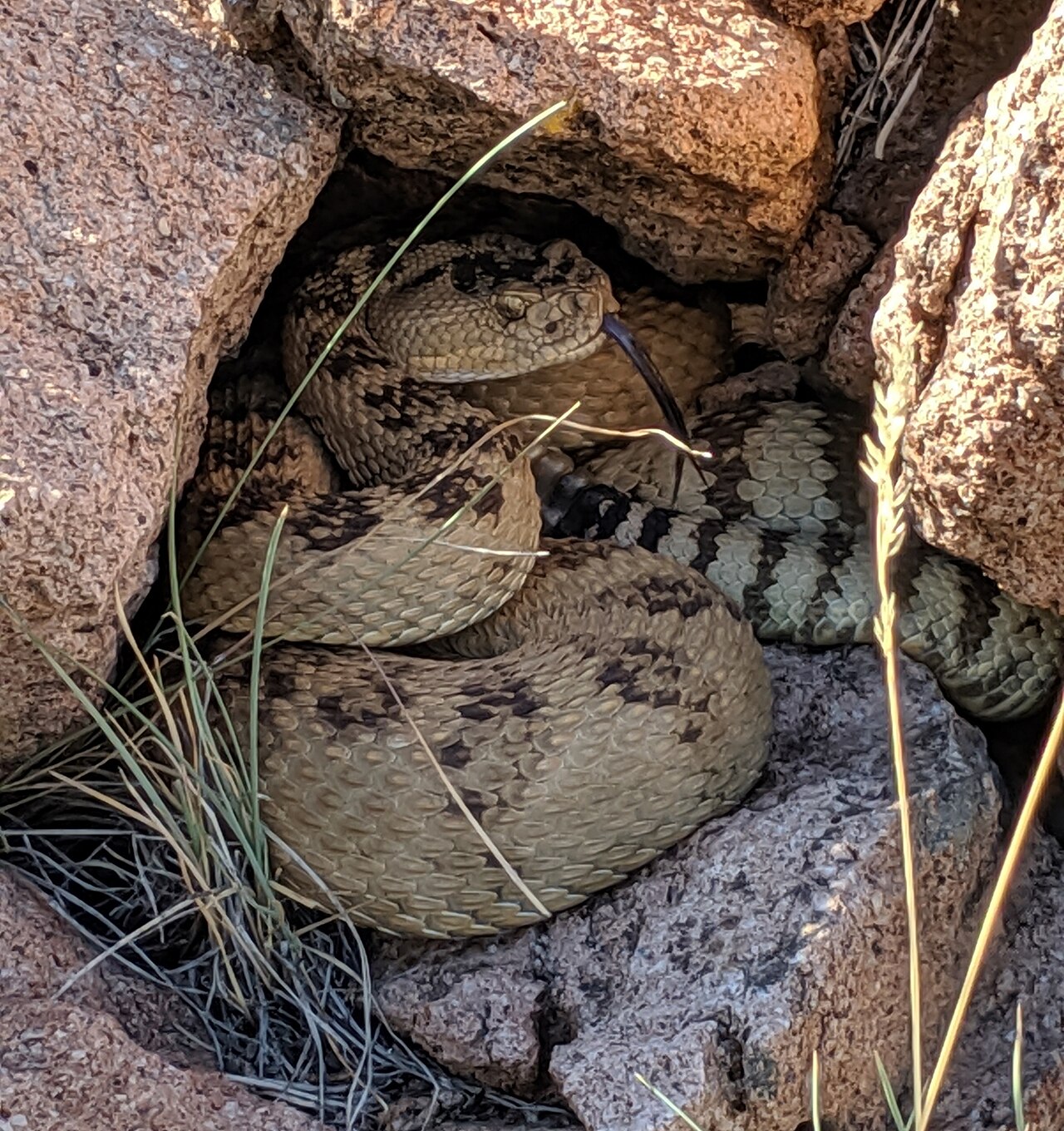Great Basin Rattlesnake reference