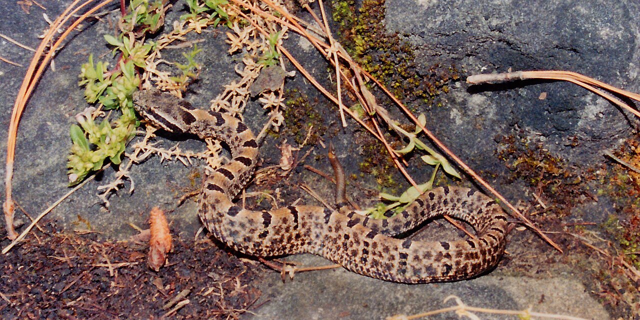 Tamaulipan Rock Rattlesnake reference