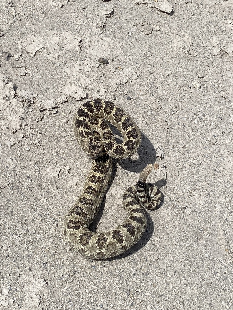 Great Basin Rattlesnake reference
